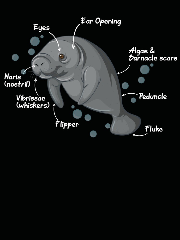 Thumbnail 4 von 4, Locker geschnittenes T-Shirt, Anatomy of a Manatee Kids & Toddlers Wildlife Biology | Love Sea Cow Manatee Chubby Mermaid of Florida designt und verkauft von Yogi Republic Creatives.