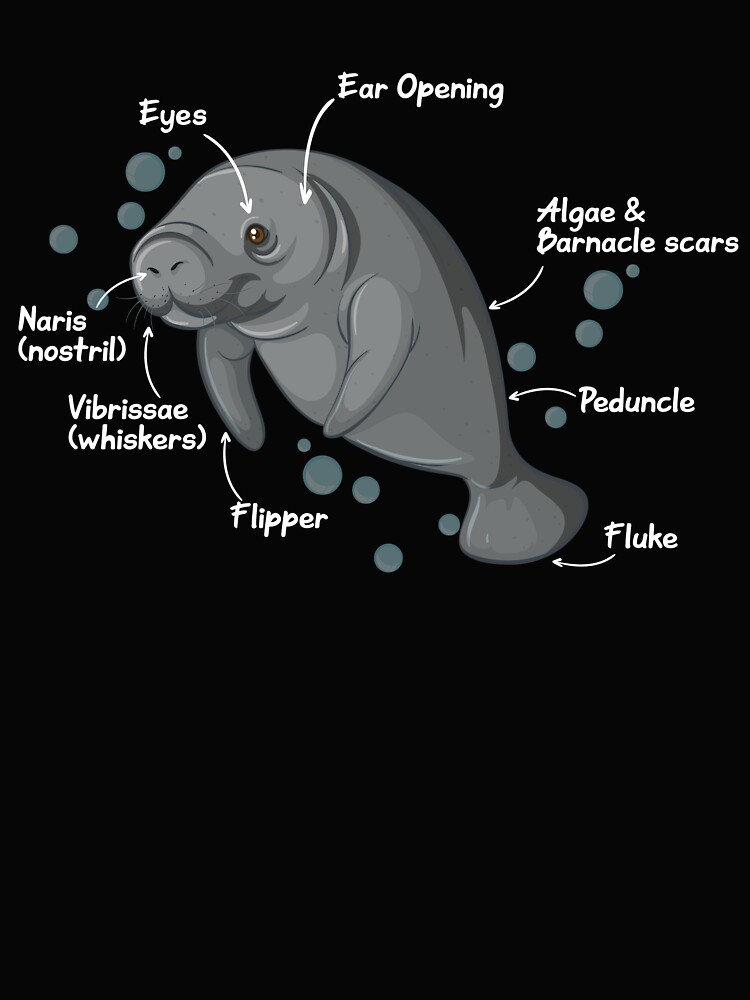 Thumbnail 4 von 4, Boxy T-Shirt, Anatomy of a Manatee Kids & Toddlers Wildlife Biology | Love Sea Cow Manatee Chubby Mermaid of Florida designt und verkauft von Yogi Republic Creatives.