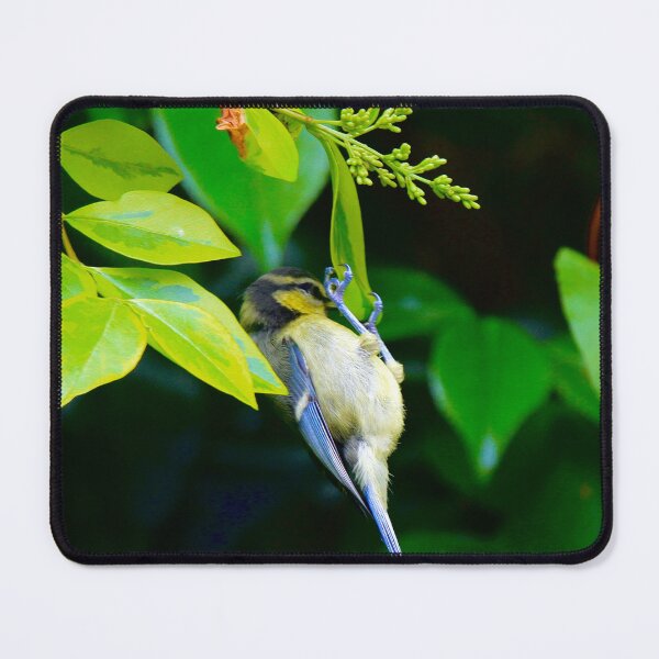 Item preview, Bird feeding  designed and sold by Ribster13.