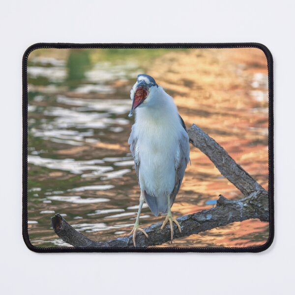 Item preview, Black crowned Night Heron Open Mouth designed and sold by jvnimages.