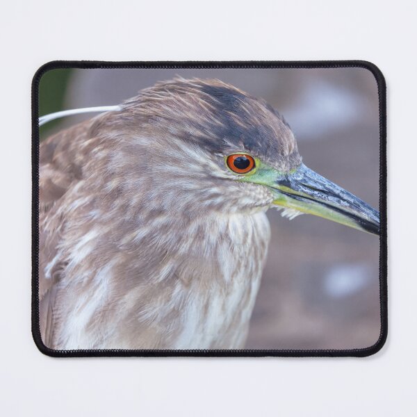 Item preview, Young Black crowned Night Heron Portrait designed and sold by jvnimages.