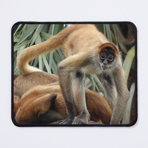 Item preview, Spider Monkey Poses For A Portrait Close Up designed and sold by KillNFuel.