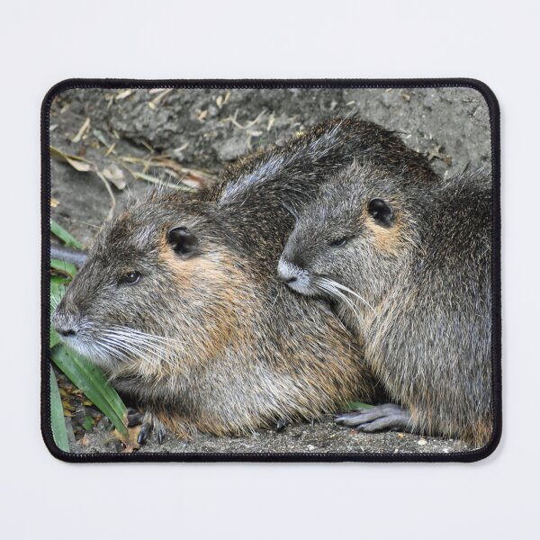 Item preview, Nutria Coypu Swamp Beavers Family Cuddled Together designed and sold by KillNFuel.