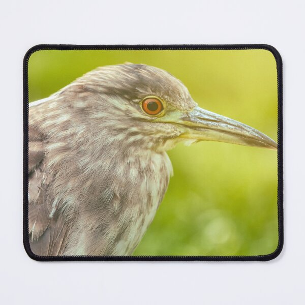 Item preview, Night Heron Portrait in Natural Light designed and sold by jvnimages.