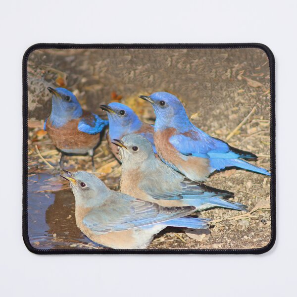 Item preview, Beautiful Western Blue Birds  designed and sold by simonjayphotos.