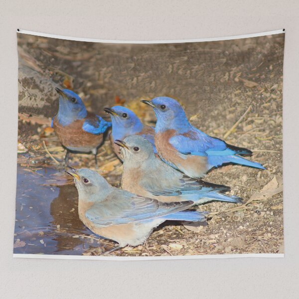 Item preview, Beautiful Western Blue Birds  designed and sold by simonjayphotos.