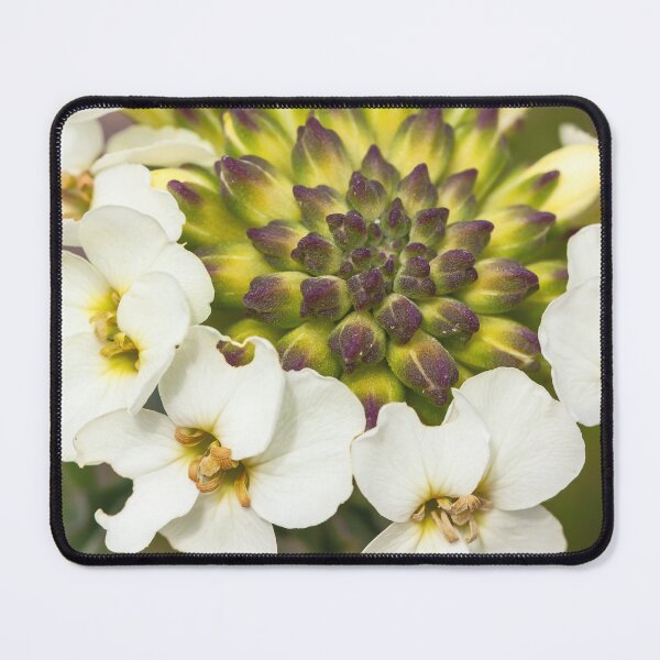 Item preview, San Francisco Wallflowers with Buds designed and sold by jvnimages.