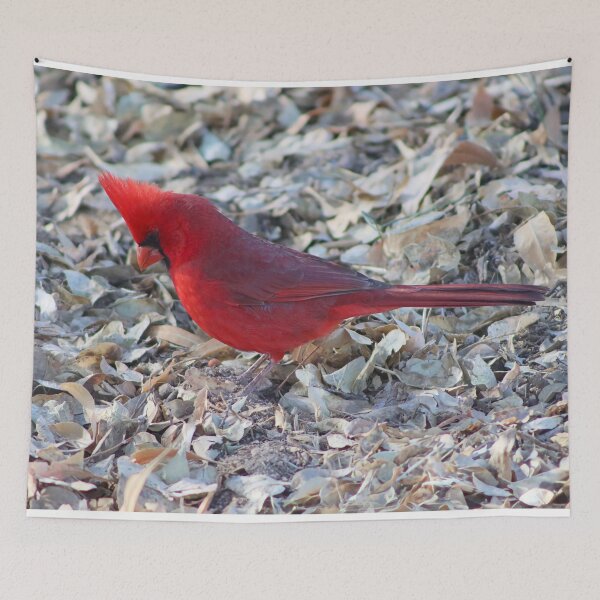 Item preview, Outstanding Male Cardinal  designed and sold by simonjayphotos.