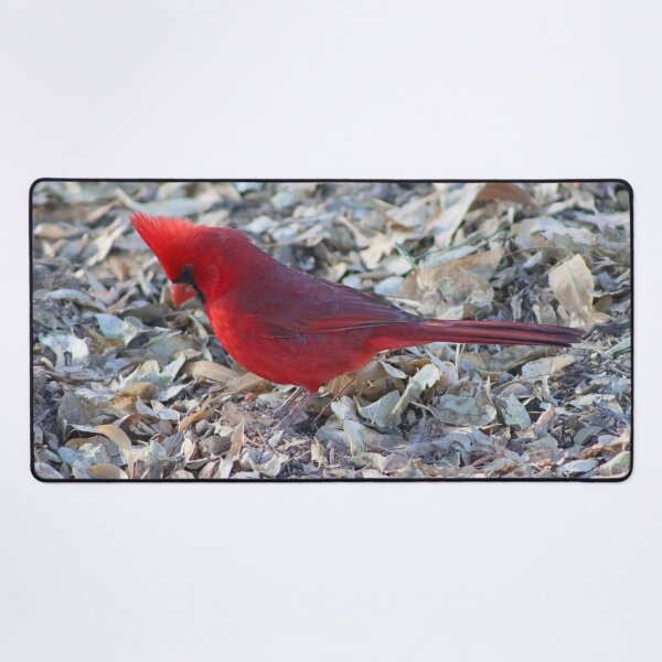 Item preview, Outstanding Male Cardinal  designed and sold by simonjayphotos.