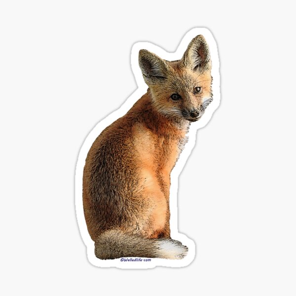 Fox Kit Sticker