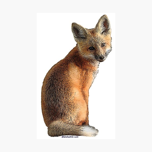 Fox Kit Photographic Print