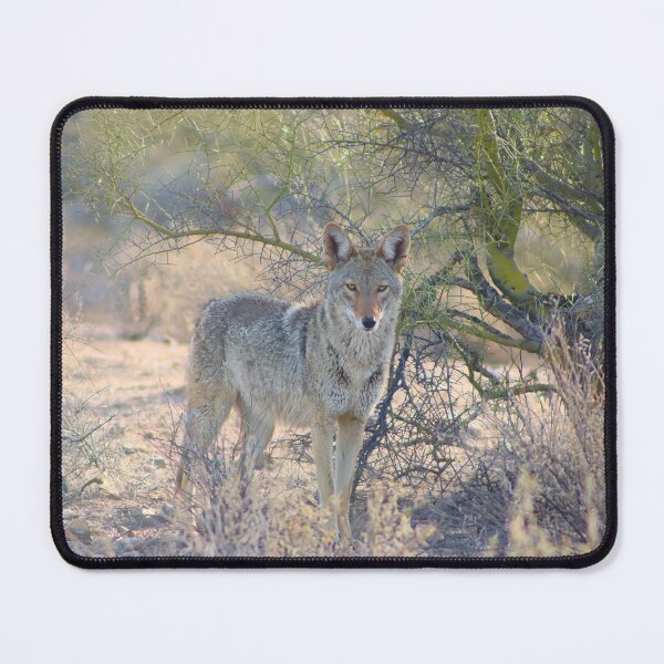 Item preview, Stunning Coyote Looking At You designed and sold by simonjayphotos.