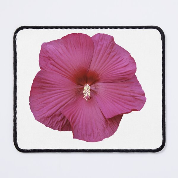 Item preview, Isolated Red Hibiscus 9-18-25 designed and sold by Thomasyoung.