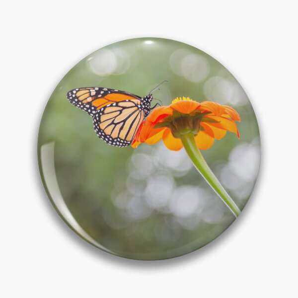 Item preview, Monarch Butterfly on Mexican Sunflower 9-18-25 designed and sold by Thomasyoung.