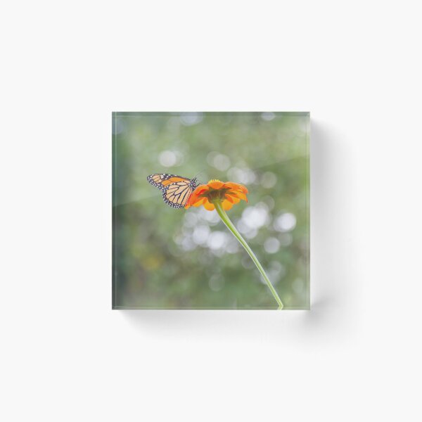 Item preview, Monarch Butterfly on Mexican Sunflower 9-18-25 designed and sold by Thomasyoung.