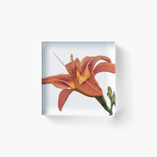 Item preview, Isolated Lily 2018 designed and sold by Thomasyoung.
