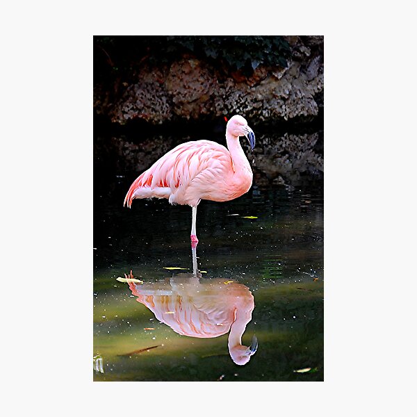 Item preview, Pink Flamingo designed and sold by patapping.