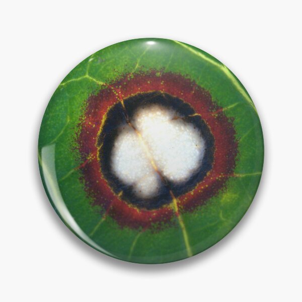 Item preview, Wild Infected Hibiscus Leaf Wound Microscope Photo (Real) designed and sold by Petalgrain.