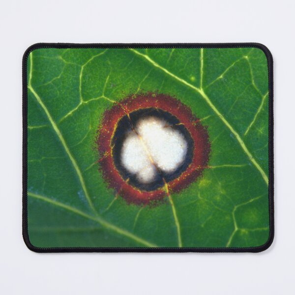 Item preview, Wild Infected Hibiscus Leaf Wound Microscope Photo (Real) designed and sold by Petalgrain.