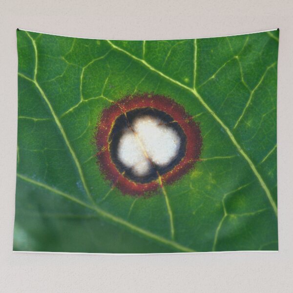 Item preview, Wild Infected Hibiscus Leaf Wound Microscope Photo (Real) designed and sold by Petalgrain.