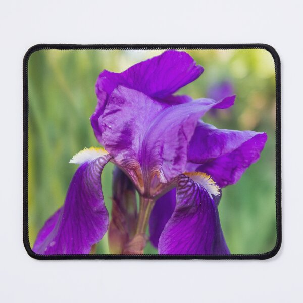 Item preview, Bearded iris designed and sold by PariSeine.