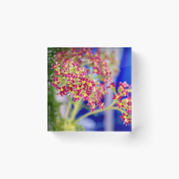 Item preview, Red Achillea designed and sold by sarahfmorris.