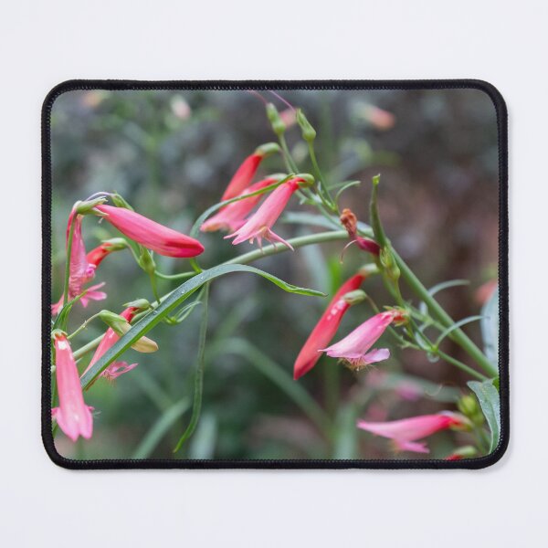 Item preview, Beardtongue designed and sold by PariSeine.