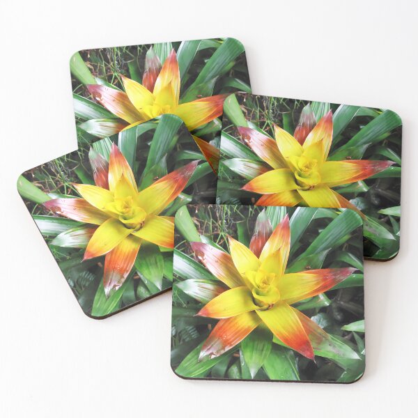 Item preview, Canistropsis billbergioides - Bromeliad tropical beauty from Brazil designed and sold by Art-Arcade6.