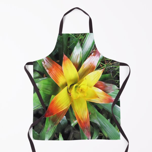 Item preview, Canistropsis billbergioides - Bromeliad tropical beauty from Brazil designed and sold by Art-Arcade6.