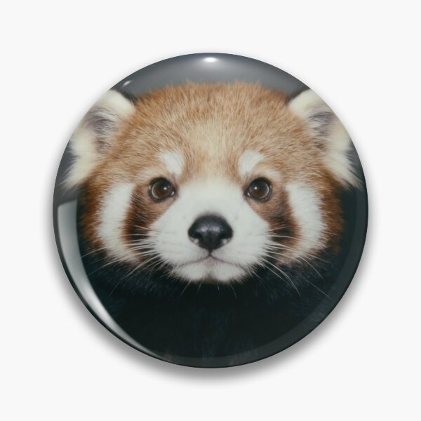 Item preview, Red Panda Gaze designed and sold by ZOMILA.