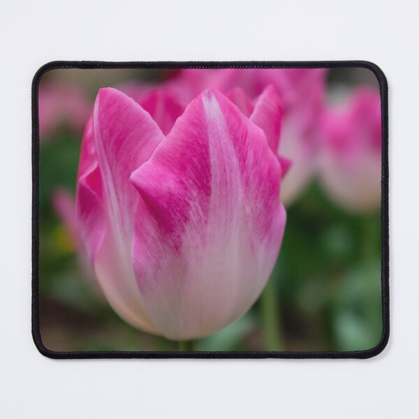 Item preview, Pink tulip designed and sold by PariSeine.