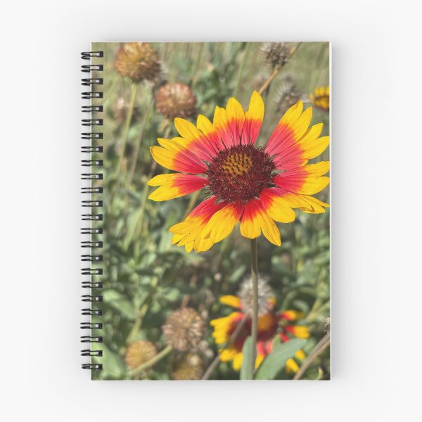 Item preview, Arizona sun blanket flower designed and sold by PariSeine.