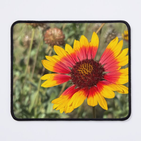 Item preview, Arizona sun blanket flower designed and sold by PariSeine.