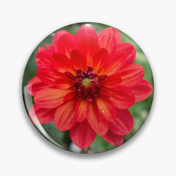 Item preview, Fiery dahlia designed and sold by PariSeine.