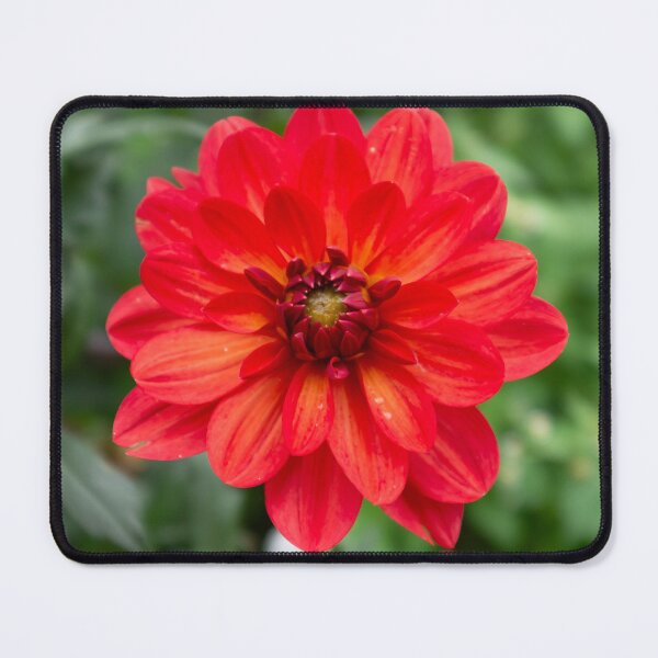 Item preview, Fiery dahlia designed and sold by PariSeine.