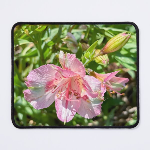 Item preview, Inca lily designed and sold by PariSeine.