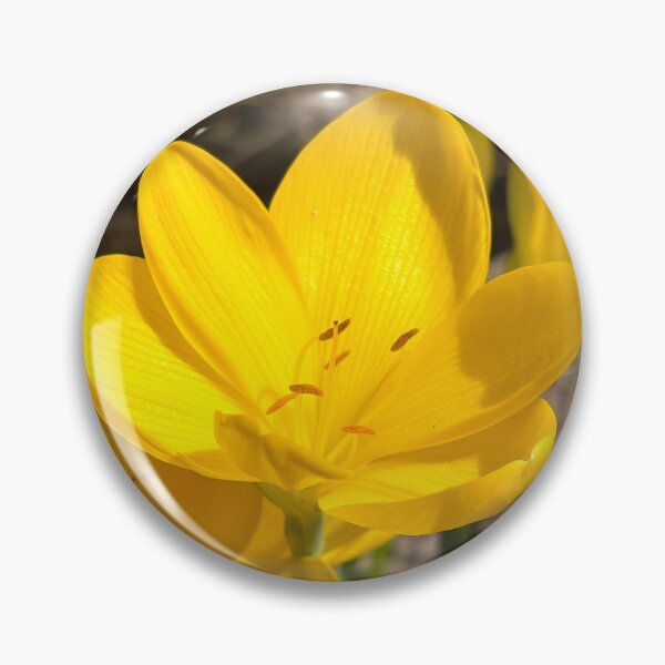Item preview, Autumn daffodil designed and sold by PariSeine.
