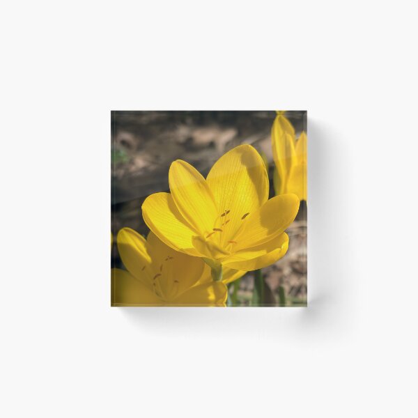 Item preview, Autumn daffodil designed and sold by PariSeine.