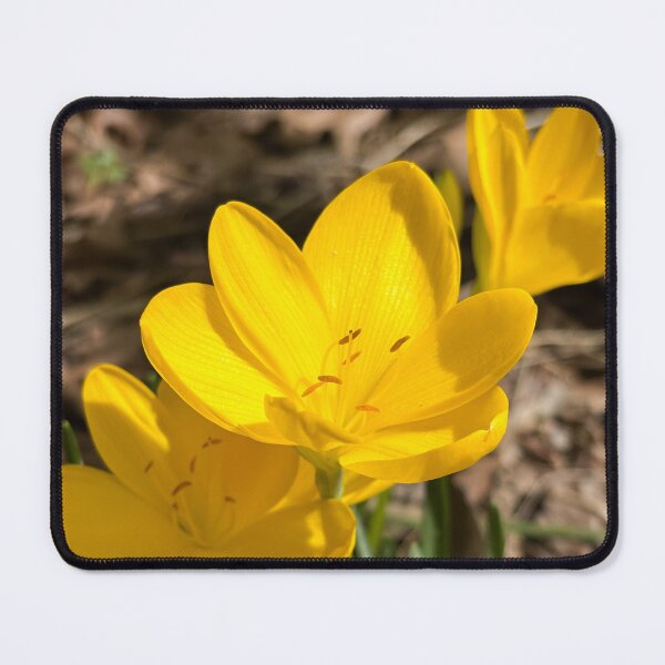 Item preview, Autumn daffodil designed and sold by PariSeine.