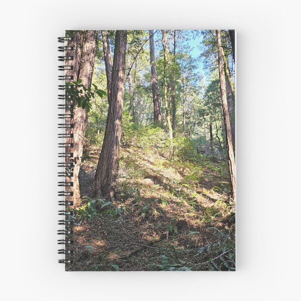 Item preview, Dappled light in the trees in Muir Woods designed and sold by Moonwater.