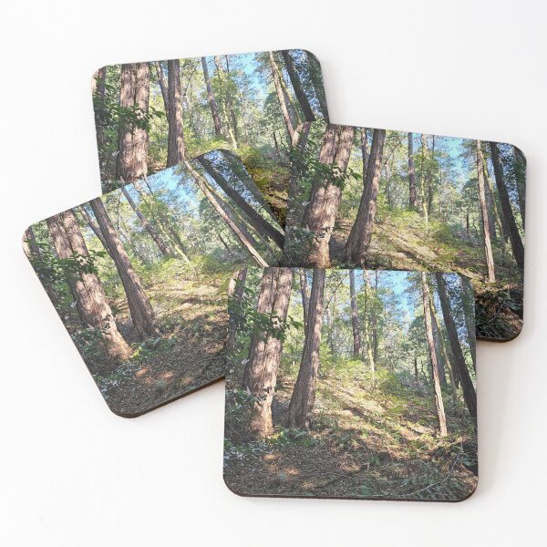 Item preview, Dappled light in the trees in Muir Woods designed and sold by Moonwater.