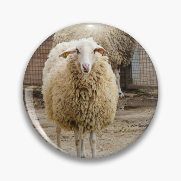 Item preview, Sheep in a Farm Enclosure Staring at the Camera with Woolly Coats and Fences Behind designed and sold by Nmallia.