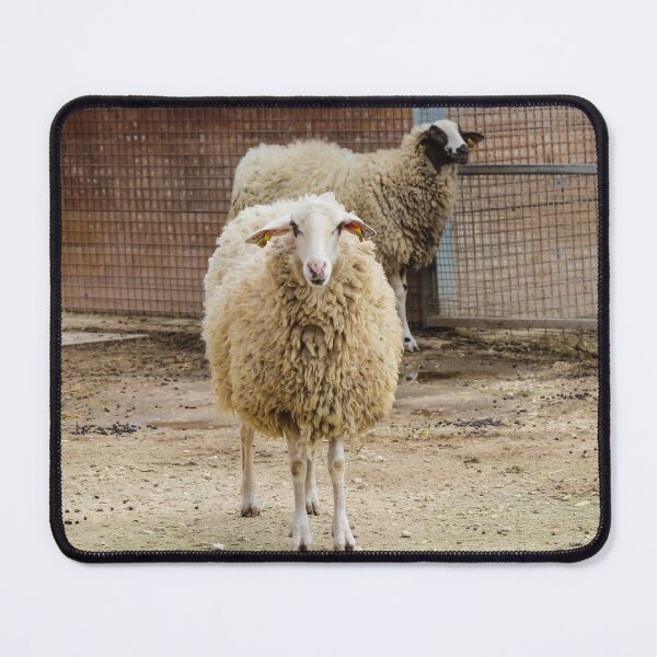 Item preview, Sheep in a Farm Enclosure Staring at the Camera with Woolly Coats and Fences Behind designed and sold by Nmallia.