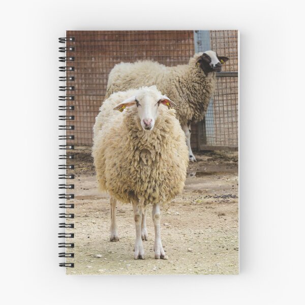 Item preview, Sheep in a Farm Enclosure Staring at the Camera with Woolly Coats and Fences Behind designed and sold by Nmallia.