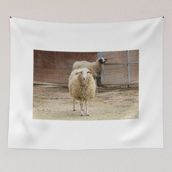 Item preview, Sheep in a Farm Enclosure Staring at the Camera with Woolly Coats and Fences Behind designed and sold by Nmallia.