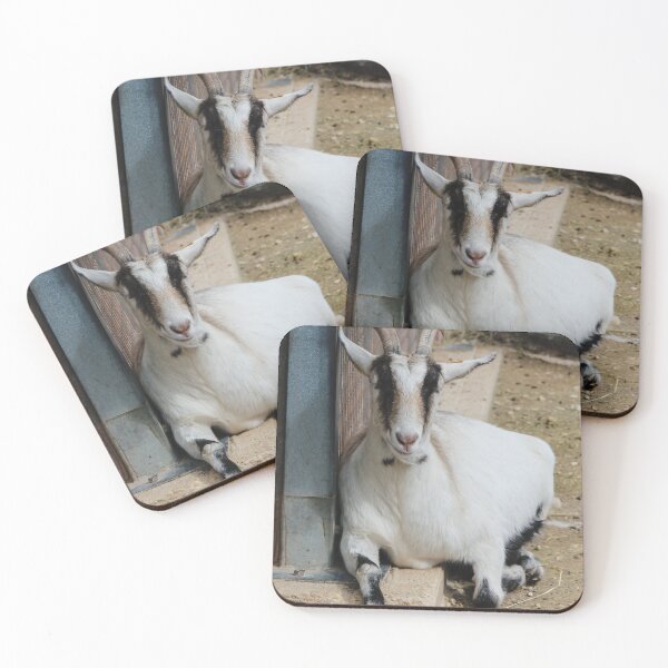 Item preview, White Goat With Curved Horns Resting By Fence In Farmyard Pen On Dirt Ground designed and sold by Nmallia.