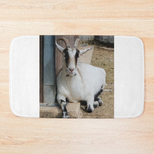 Item preview, White Goat With Curved Horns Resting By Fence In Farmyard Pen On Dirt Ground designed and sold by Nmallia.