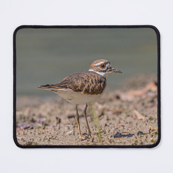 Item preview, Wading for the Weekend (Killdeer) designed and sold by Fultz-Brothers.