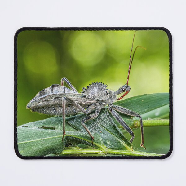Item preview, North American Wheel Bug designed and sold by Fultz-Brothers.