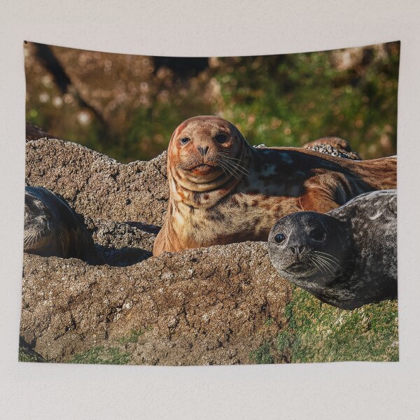 Item preview, Seal Stare — Pacific Coast Wildlife designed and sold by Fourpointstudio.